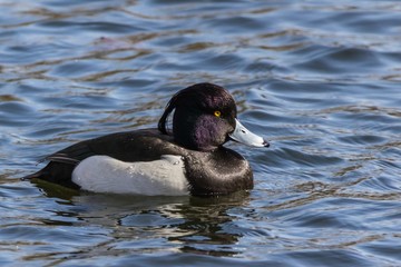 Tufted duck (Aythya fuligula) on the water