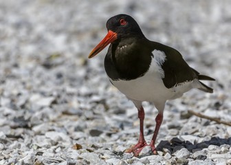 Eurasian oystercatcher (Haematopus ostralegus) standing on gravel