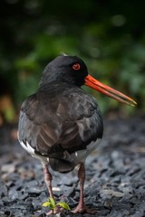 Eurasian oystercatcher (Haematopus ostralegus) adult