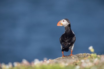 Atlantic puffin (Fratercula arctica) on a rock