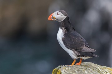 Atlantic puffin (Fratercula arctica) portrait 