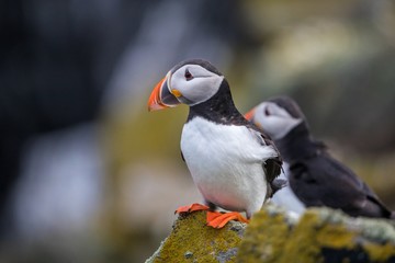 Atlantic puffin (Fratercula arctica) sitting on a rock