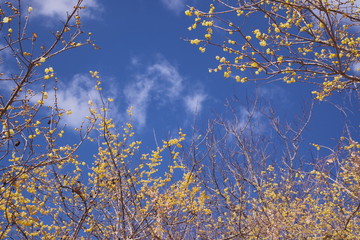 黄色い花に覆われた空