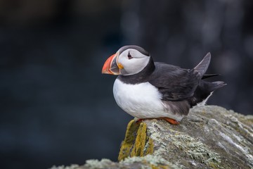 Obraz premium Atlantic puffin (Fratercula arctica) on a ledge