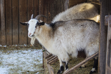 Obraz premium A goat with a beard and horns.