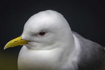 Black-legged kittiwake (Rissa tridactyla) portrait