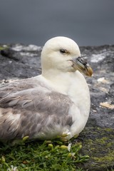 Northern fulmar (Fulmarus glacialis) sitting on a nest