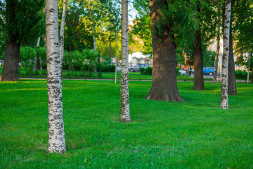 Санкт-Петербург. Один из многочисленных парков города.