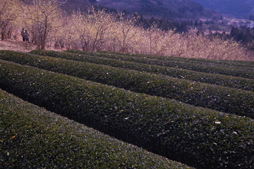 茶畑と蝋梅の林