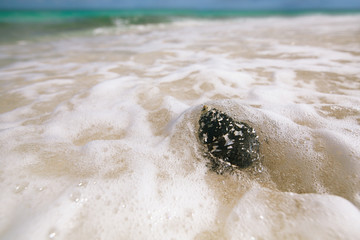 caribbean black shells on beach © Elena Moiseeva