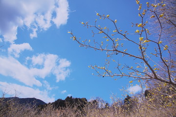 青空に舞う蝋梅の林