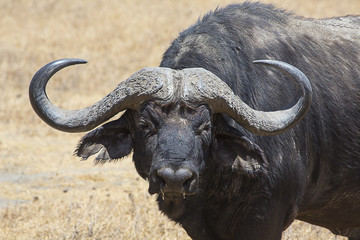 Water Buffalo close up Serengeti 2862