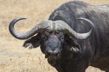 Foto op Plexiglas Waterbuffel close-up Serengeti 2862 © John