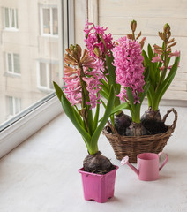 Pink hyacinths  on the window.