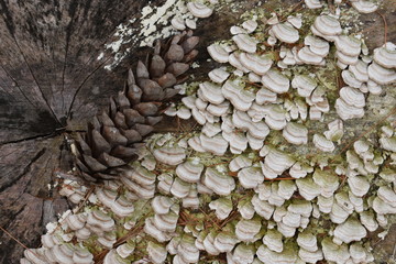 pine cone fungus log