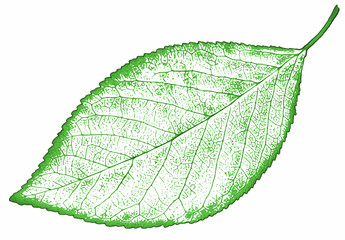 nature leaf Isolated