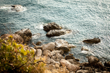 Fototapeta na wymiar Birds on the rocks in the sea