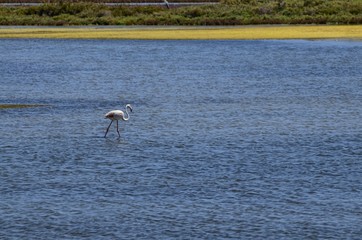 Natural park of the Ebro river delta, in Spain. Flamingos, herons and water birds of various species. Brackish and marshy waters, salt pans for the natural production of salt.