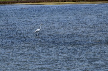 Natural park of the Ebro river delta, in Spain. Flamingos, herons and water birds of various species. Brackish and marshy waters, salt pans for the natural production of salt.