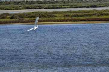 Natural park of the Ebro river delta, in Spain. Flamingos, herons and water birds of various species. Brackish and marshy waters, salt pans for the natural production of salt.