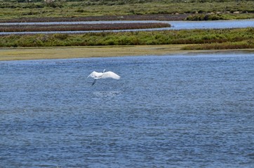 Natural park of the Ebro river delta, in Spain. Flamingos, herons and water birds of various species. Brackish and marshy waters, salt pans for the natural production of salt.