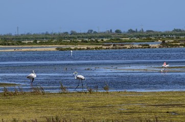 Natural park of the Ebro river delta, in Spain. Flamingos, herons and water birds of various species. Brackish and marshy waters, salt pans for the natural production of salt.