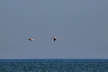 Natural park of the Ebro river delta, in Spain. Flamingos, herons and water birds of various species. Brackish and marshy waters, salt pans for the natural production of salt.