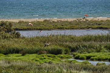 Natural park of the Ebro river delta, in Spain. Flamingos, herons and water birds of various species. Brackish and marshy waters, salt pans for the natural production of salt.