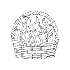 vector contour tulip flowers in basket coloring book
