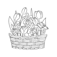 vector contour tulip narcissus flowers in basket coloring book