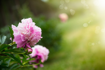 beautiful pink peony on a sunny day