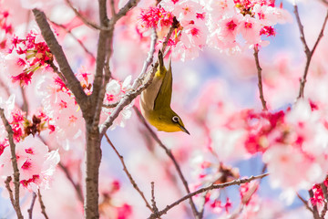 The Japanese White-eye.The background is cherry blossoms(Japanese name Kanzakura). Located in Tokyo Prefecture Japan.