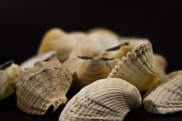 seashell isolated on black background
