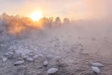 Papier Peint photo Cygne swans lake mist winter sunset