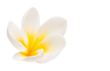 plumeria flower isolated