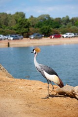 A grey crowned crane (Balearica regulorum) standing next to a lake in front of a wooden log. Trees and cars in the background across the lake. Blue, slightly cloudy sky. Safari Park, Ramat Gan, Israel