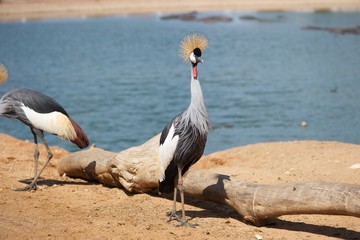 Fototapeta premium Two grey crowned cranes standing in front of a wooden log, next to a lake. One is facing the camera and the other is only partially visible in the picture. 