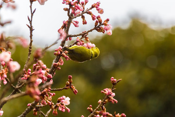 The Japanese White-eye and cherry blossoms(Japanese name Kanzakura). Located in Tokyo Prefecture Japan.