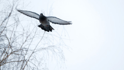 Dove Birds Images stock photos and royalty-free images, vectors and