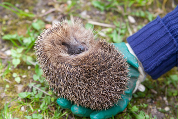Hérisson en fin d'hivernation