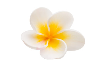 plumeria flower isolated