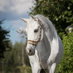 Portrait of a grey arabian horse outdoors on summer background