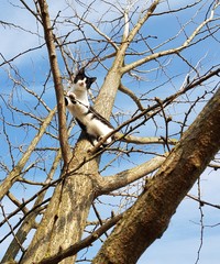 Cucciolo di gatto che si arrampica sull'albero