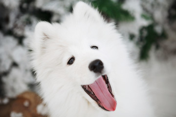 Portrait of a soft White Dog