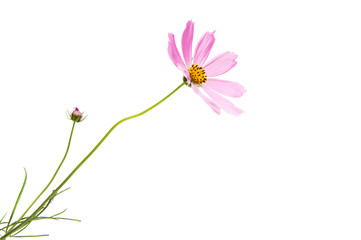 pink cosmea isolated