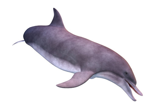 3D Rendering Dolphin on White