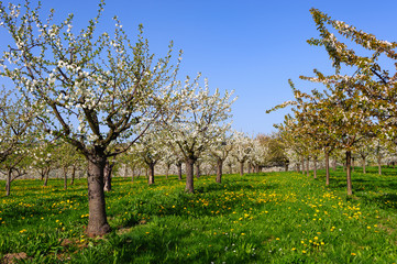 Kirschgarten mit blühenden Bäumen