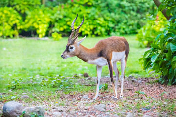 antelope blackbuck portait