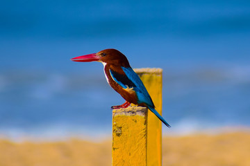 Kingfisher on the beach