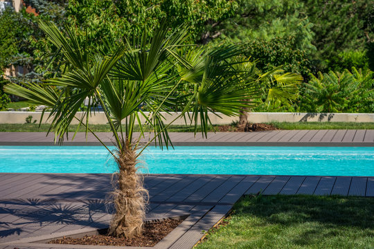 terrasse jardin piscine